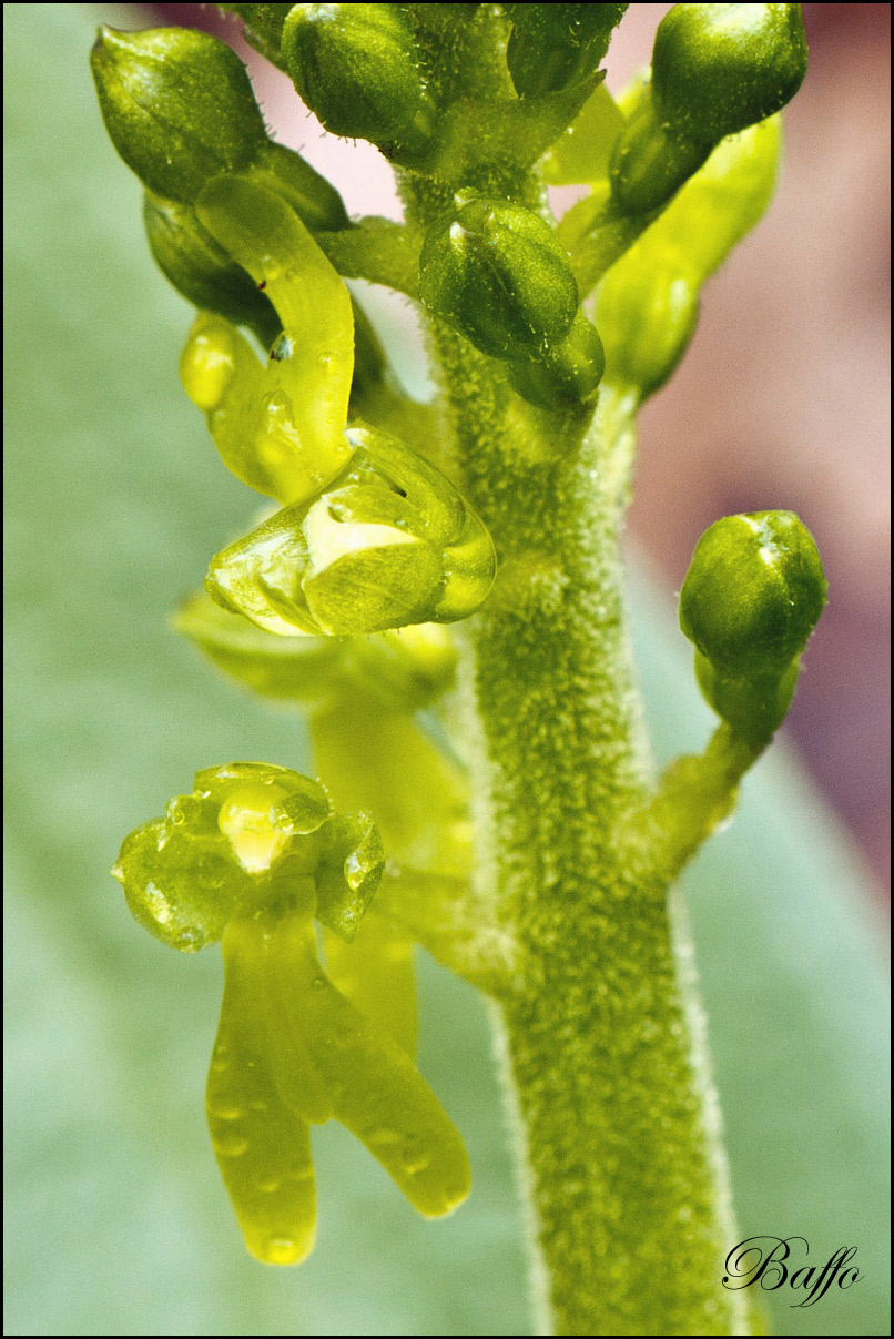 Listera ovata (L.) R.Br. In W.T. Aiton